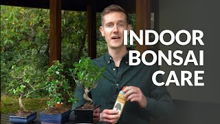 Indoor Bonsai care [upl. by Hillell]