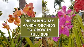 Vanda Orchid Care for beginners  How I train my Vandas to grow in Full Sun [upl. by Yssak368]