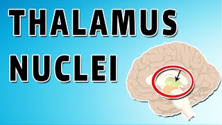 The Thalamus [upl. by Saibot314]