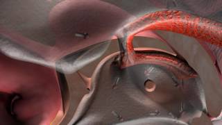 Flow of cerebrospinal fluid CSF [upl. by Trilby271]