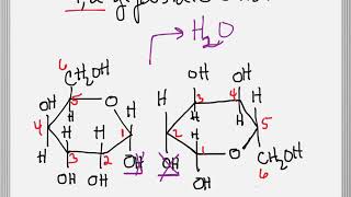 How to Form a Glycosidic Bond between Two Sugars [upl. by Anit499]