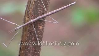 Stick insect or Phasmatodea [upl. by Subak]