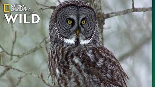 Owls Have Superior Senses  Nat Geo WILD [upl. by Ainesy545]