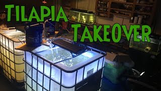 BREEDING TILAPIA In Aquarium  Tilapia Breeding Project Inspiration Setup and FAILURE [upl. by Small]