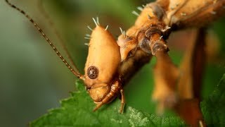 Spiny Leaf Insect  Extatosoma tiaratum  Adult female [upl. by Aoh801]