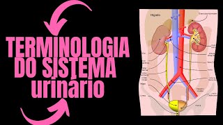 Terminologia do Sistema Urinário Aula  termos técnicos em enfermagem [upl. by Henarat]