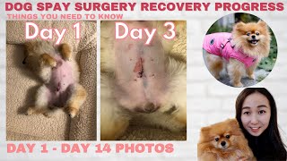 Dog Spay Recovery Progress day by day amp Helpful Tips [upl. by Franciskus]