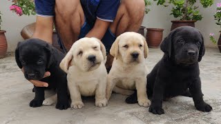 Labrador puppy for sale [upl. by Adlee900]