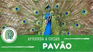 Saiba como criar um pavão [upl. by Susumu]