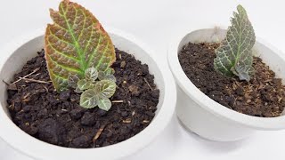 Episcia Cupreata with Babies from Single Leaf Cuttings Propagated in Soil Flame Violet [upl. by Myrilla]