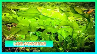 APONOGETON ULVACEUS AND LONGIPLUMULOSUS  AQUARIUM PLANT CARE GUIDE [upl. by Janot]