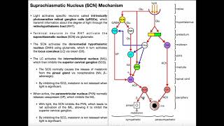 LightDark Mechanism of the Suprachiasmatic Nucleus [upl. by Bridwell]