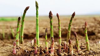 How to grow asparagus from seeds sprouting after 17 days [upl. by Shina92]