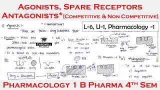 Agonists  Antagonist  Spare Receptors  L6 U1  pharmacology 4th semester [upl. by Bagger]