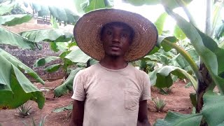 Nigerian Farm Tour  Banana and Plantain Plantation [upl. by Eseilanna571]