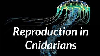 Biology  Phylum Cnidaria  Reproduction in Cnidarians [upl. by Inigo]