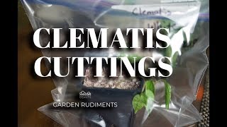 Clematis Cuttings [upl. by Htnamas]