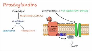 Pain Transduction Described Concisely [upl. by Camilia]