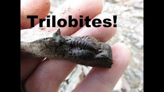 Fossil Hunting for Trilobites [upl. by Luise]