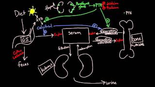 Calcium Metabolism [upl. by Eula]