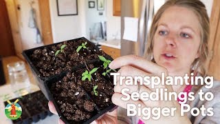 Transplanting Seedlings to Bigger Pots [upl. by Ednargel217]