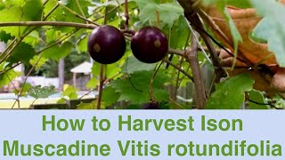 How to Harvest Ison Muscadine Vitis rotundifolia [upl. by Vernen]