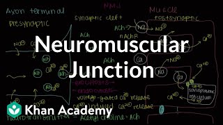 Neuromuscular junction motor endplate  NCLEXRN  Khan Academy [upl. by Ahcim32]