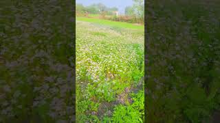 chhora jamidar ka jamidar youtubeshort youtubevideos youtubetrending [upl. by Allemap410]