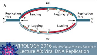 Virology Lectures 2016 8 Viral DNA Replication [upl. by Rexford]