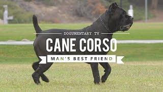 CANE CORSO MANS BEST FRIEND [upl. by Ellenwahs167]