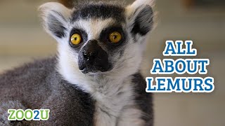 All About Lemurs [upl. by Ahtilat924]