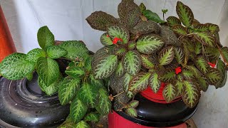 Planta Episcia  Sus Cuidados y Reproducción [upl. by Ydnem]