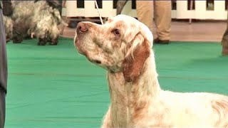 The English Setter  Bests of Breed [upl. by Siseneg]