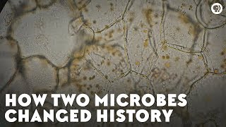 How Two Microbes Changed History [upl. by Paddie649]