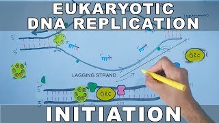 DNA Replication In Eukaryotes  Initiation [upl. by Gnok]