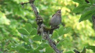 Swainsons Thrush song [upl. by Ardelis]