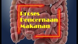 Sistem Pencernaan Makanan pada Manusia  IPA Kelas 5 SD [upl. by Etteb]