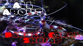 All About The Banded Coral Shrimp  Bristle Worm Killer [upl. by Nyltyak]