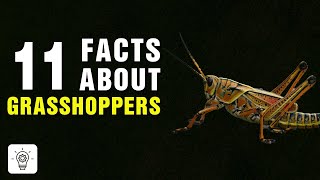 11 Surprising Facts about Grasshoppers [upl. by Gerick]