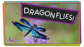 Super Strong Dragonflies [upl. by Pilloff]