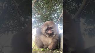 看星星多温柔，峨眉山的猴子表示：都是摆拍！monkey 猴子 animals [upl. by Nyllek]