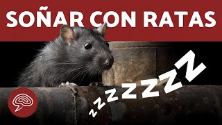 Qué significa SOÑAR CON RATAS 🐀 ¡Interpretando Sueños [upl. by Esirtal]