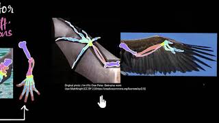 Homologous amp analogous structures  Heredity amp Evolution  Biology  Khan Academy [upl. by Shipman]