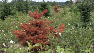 Phytophthora Root Rot in Christmas Trees [upl. by Luanni]