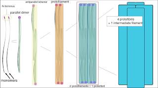 Intermediate Filaments Structure and Function [upl. by Pfeffer146]