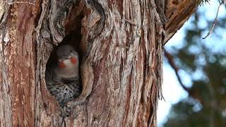 Juvenile redshafted Northern Flicker in nest cavity [upl. by Zelle]