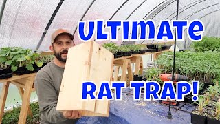 No More Rats Easy Homemade Rat Trap [upl. by Anan950]