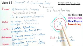 Cruciferae Family  Brassicaceae Family  Floral Formula and Floral Diagram of Cruciferae Family [upl. by Toddie]