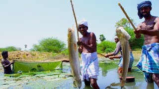 Fish Catching and Cooking  Viral Meen Kulambu  Snakehead Murrel Fish Curry Recipe  Village Food [upl. by Aivle]