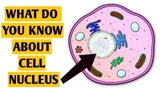 Cell Nucleus amp Organelles Explained [upl. by Spatz]